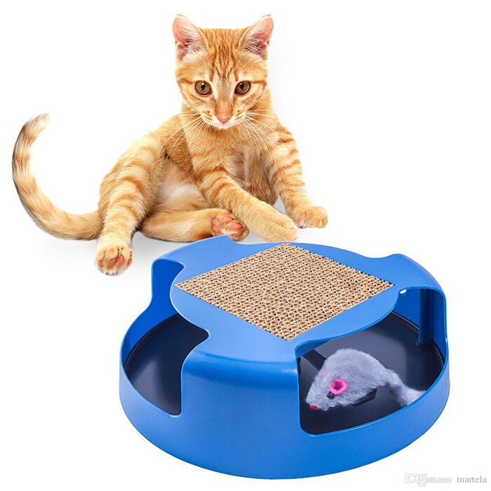 cat chase toy