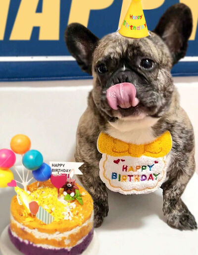 Pet Pal Birthday Pet Bib 1pc Yellow Petsmarket Kuwait